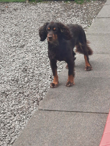 Chocolate and tan Experienced PROVEN stud