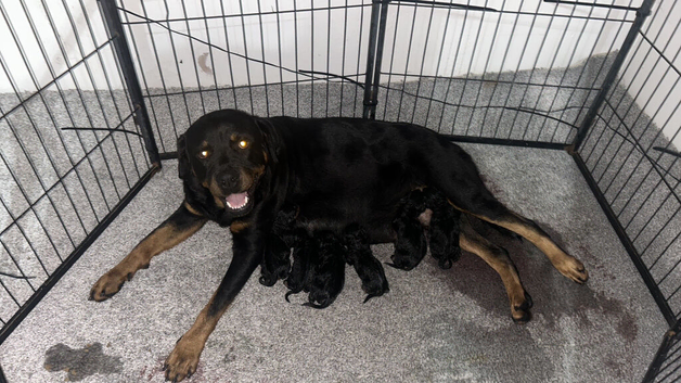 Big  Rottweiler puppies