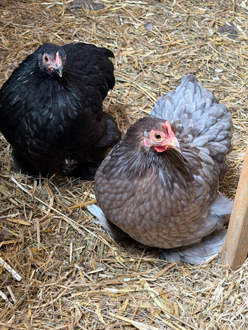 Pekin bantam hens