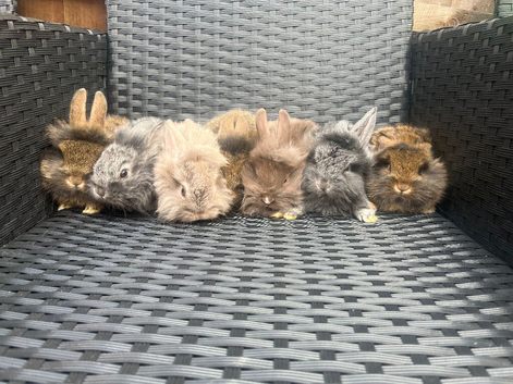 Lion head lop