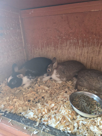 10 weeks old netherland dwarf
