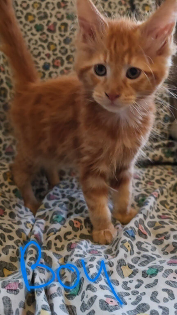 Mainecoon kittens