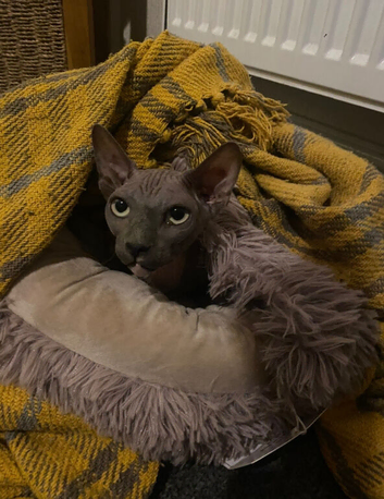Bambino female for sale