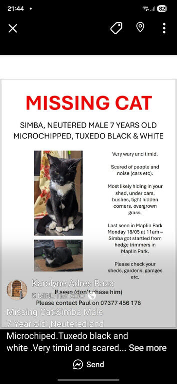 missing cat