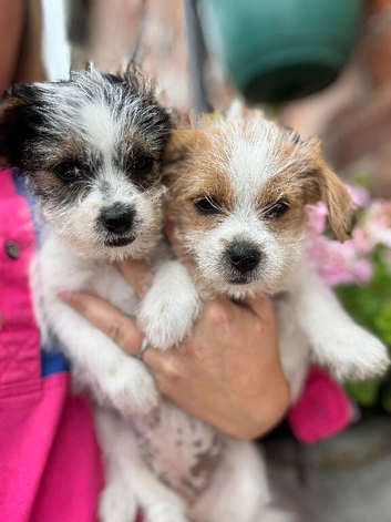 Jack Russell puppies