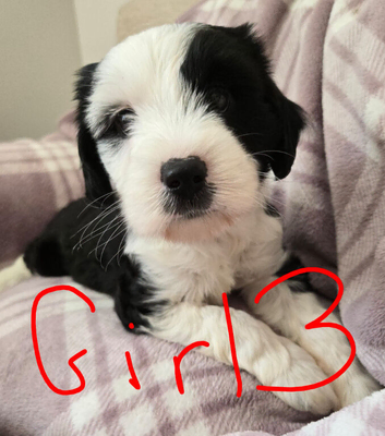 Tibetan Terrier puppies READY NOW