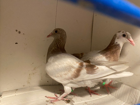 Mealy Pigeons