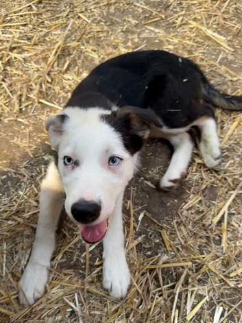 Border Collie pup