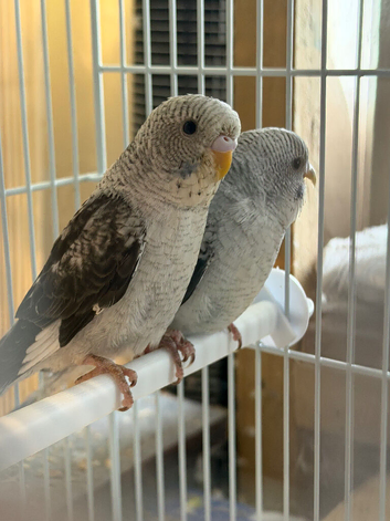 Black wings budgies