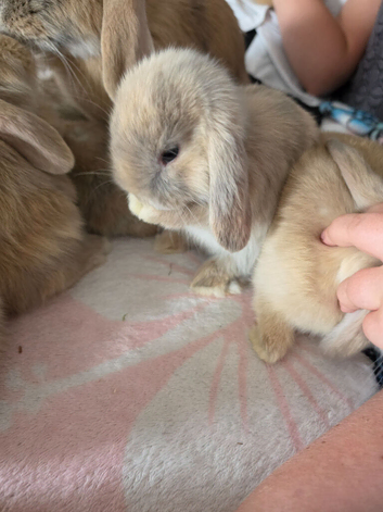 7 week old french lops