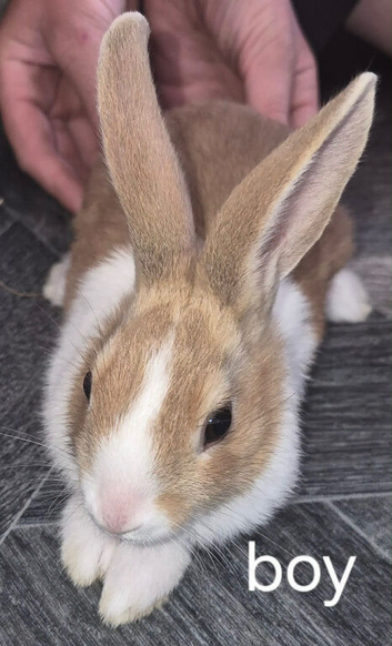 Dutch bunnys