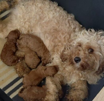 F2 cavapoo