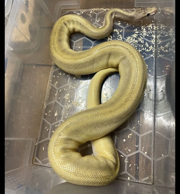 Champagne Royal Python