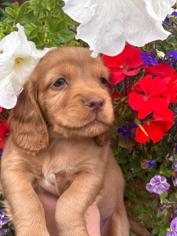 Cocker spaniel puppies
