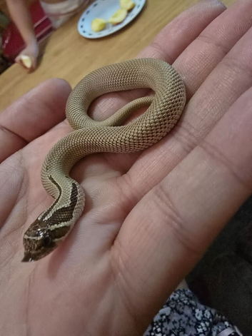 Arctic Superconda 66% lavender 66% Toffeebelly baby hognose