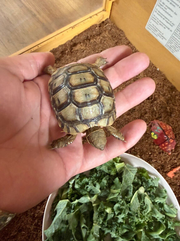2 baby greek spur tortoises