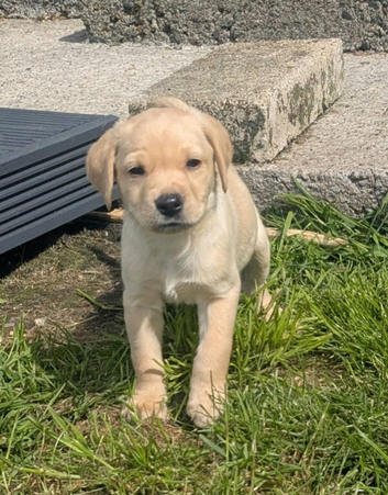 gamekeeper has some outstanding Labrador pups for sale
