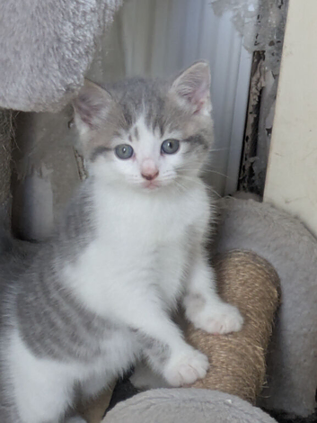 GORGEOUS SHORTHAIR CROSS BLUE/GREY BOY AND GIRL