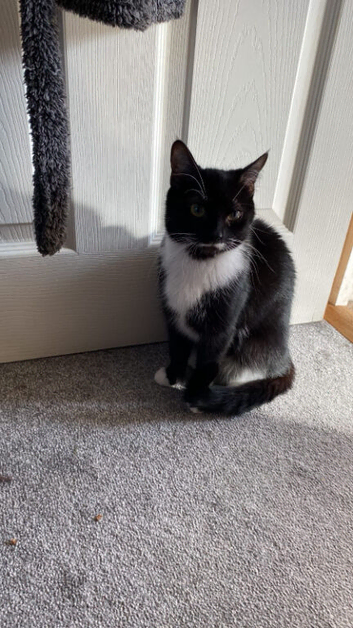 Loving cat really needing new home