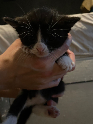 Kittens for sale