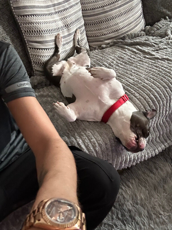 Storm/pocket bully