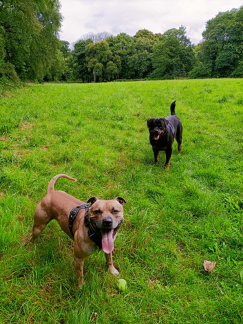Dog sitter / house-sitting services.