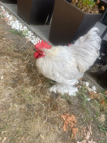 Rooster for sale