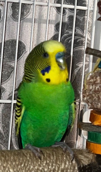 Baby budgie