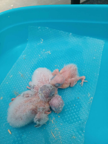 Handreared Blue and White Quaker Babies