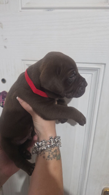 Pressa canario x american p bully pup