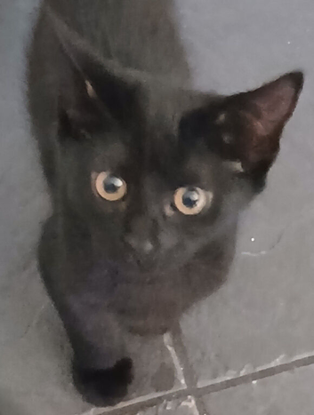 Kittens