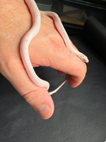 Female caramel palmetto corn snake