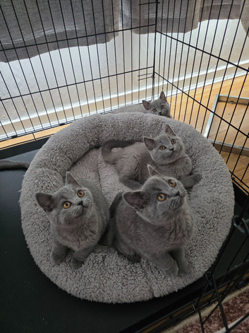 British Shorthair kittens