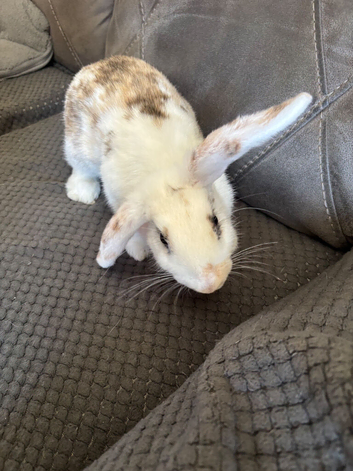 Beautiful Young Female Bunny