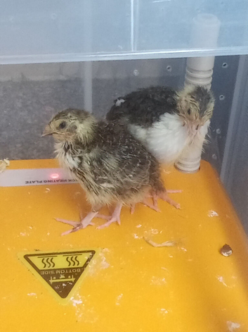 Stunning corturnix quails