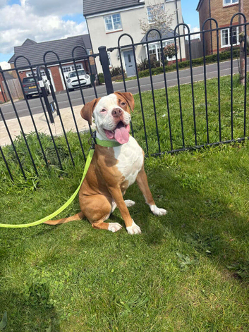 Female bull dog