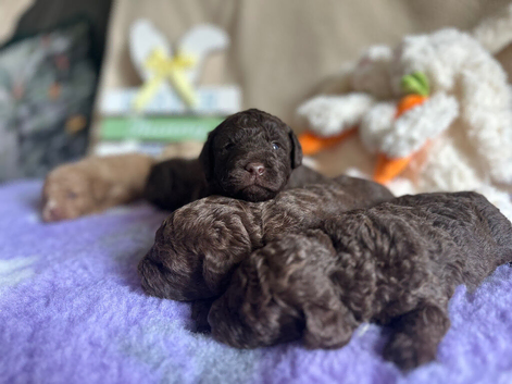 Adorable F1B labradoodles