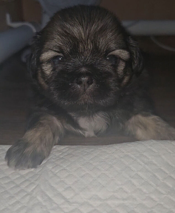 Imperial Shih Tzu Puppies (Boys)