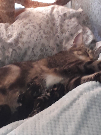 Lovely kittens for a fab home