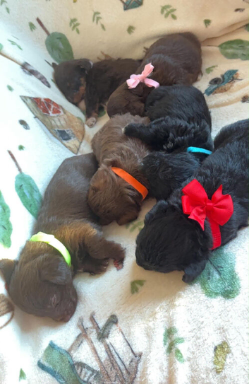 6 Beautiful Toy Jackapoo Puppies