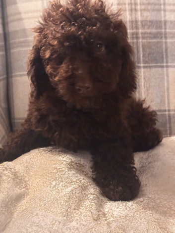 Toy Cavapoo Puppies last pup