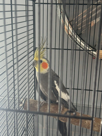 Male cockatiel