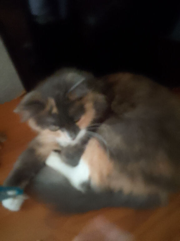 2 years old female cat for sale