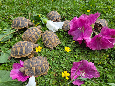 Hermanns tortoises. 1 year old with article 10