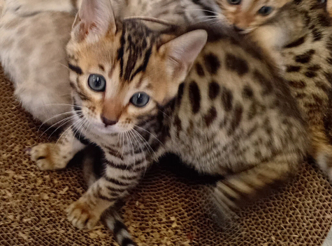 1 beautiful feamle full breed bengal