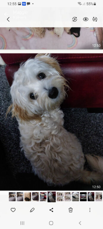 Chihuahua and Lhasa apso puppies