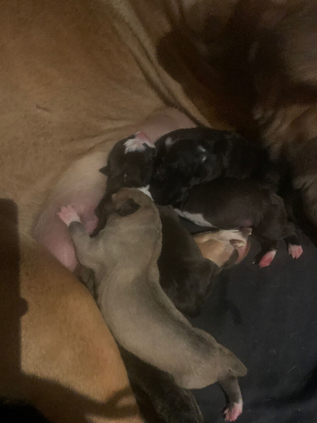 Mastiff x puppies
