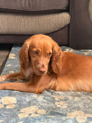Cocker spaniel