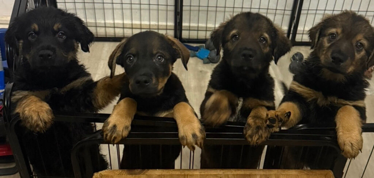Rottweiler mix German shepherd husky puppies