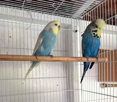 Breeding pair exhibition budgies